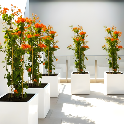 Bougainvillea Orange / Bougainvillea Orange in Grp Square Pot