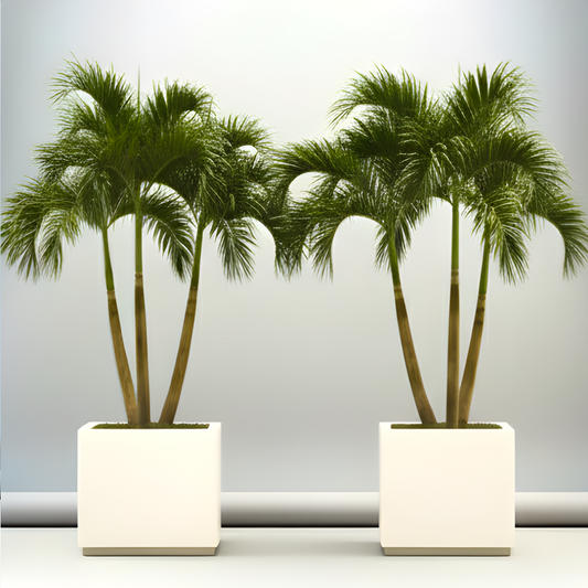 3x Veitchia Merrillii "Manila Palm" 1.8-2.0mi n Grp Square Pot