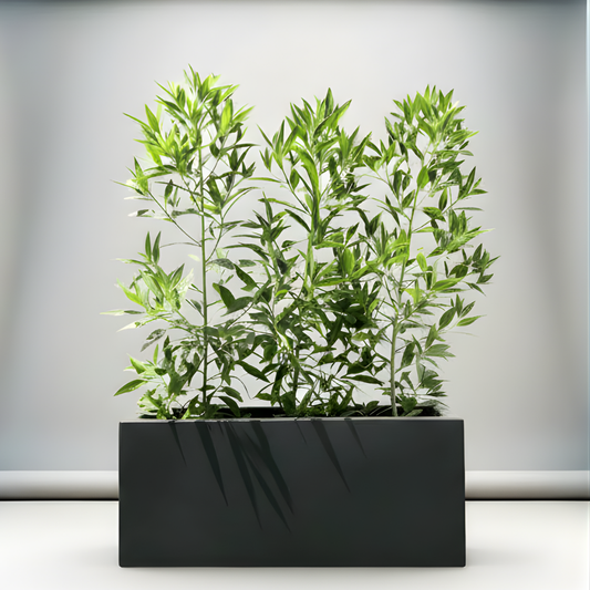 Damas 'Saudi' / Conocarpus erectus "1.0-1.2m" in Rectangular GRP Pot