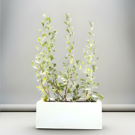 3 Silver Buttonwoods 1.0-1.2m in White GRP Pot - 70x30x30cm