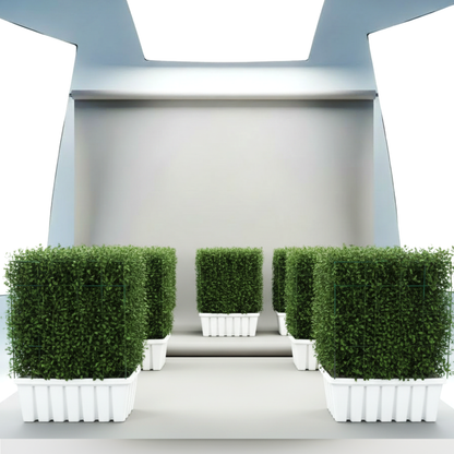 Ehretia Microphylla / Buxus Wall Shaped (80cm width - height 100cm)
