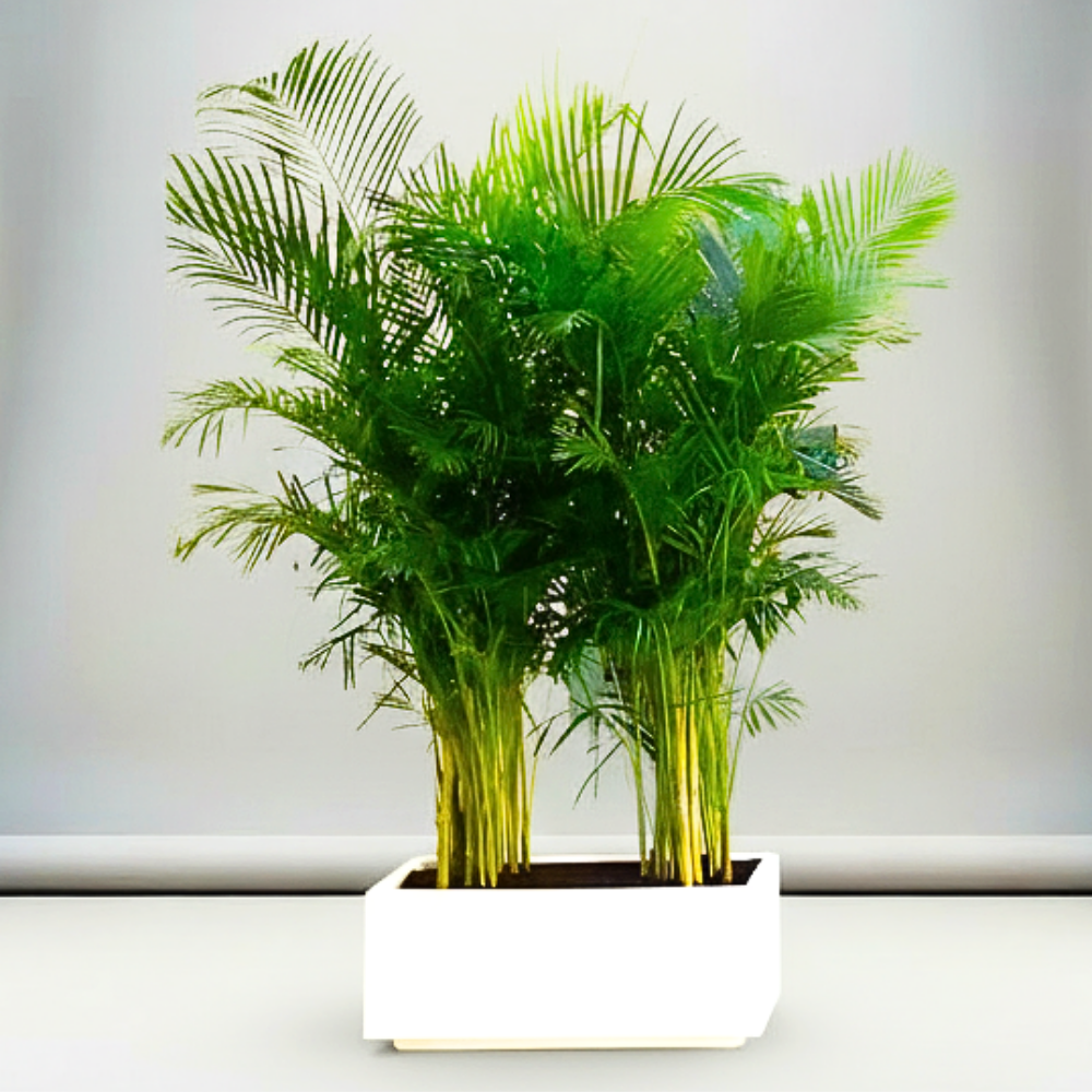 Areca Palm 1.2-1.5m Outdoor in Fiber Glass Pot (GRP) (70x30x30)