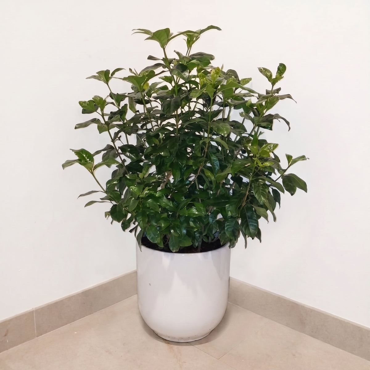 Gardenia Jasminoides "Cape Jasmine"  ياسمين  (Outdoor)