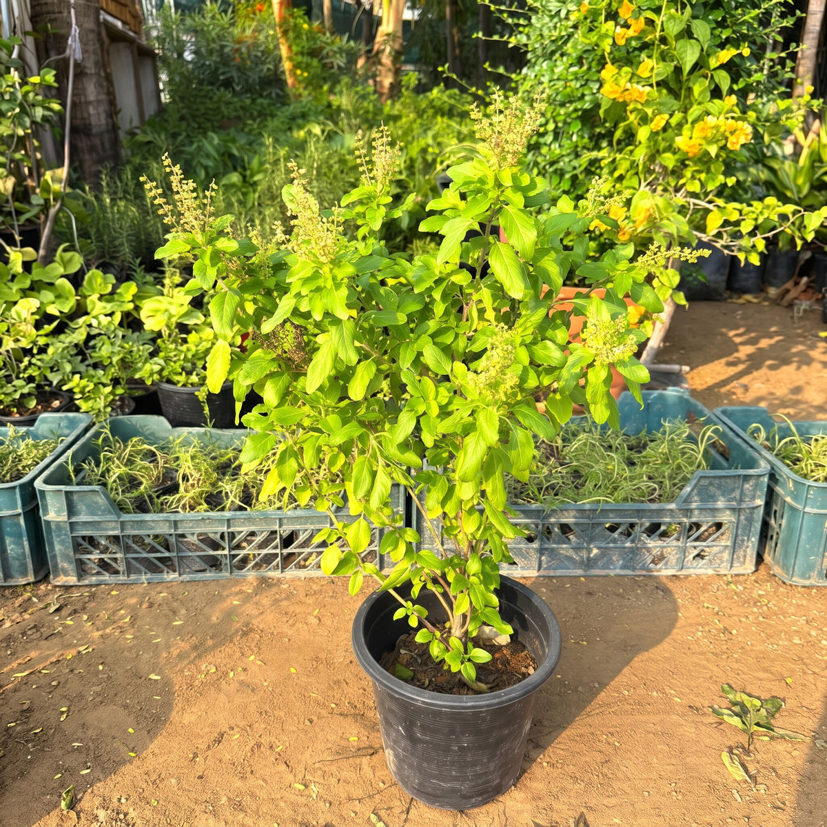 Aromatic Mosquito-Deterrent Plant Bundle (Tulsi, Lemongrass & Rosemary)