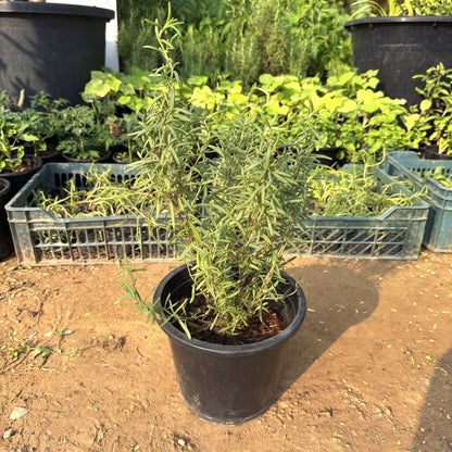 Aromatic Mosquito-Deterrent Plant Bundle (Tulsi, Lemongrass & Rosemary)