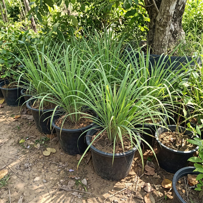 Aromatic Mosquito-Deterrent Plant Bundle (Tulsi, Lemongrass & Rosemary)