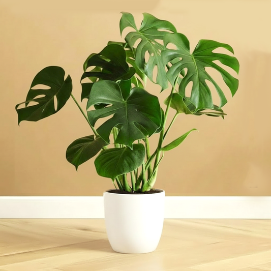 Monstera Deliciosa (50-60cm) | Dubai's Swiss Cheese Plant!