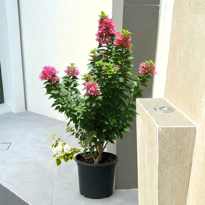 Bougainvillea "Pink Pixie"