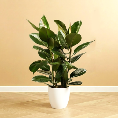 Ficus Elastica "Abidjan" or Rubber Plant (Holland)  80 - 100cm