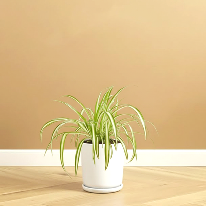 Spider Plant or Air Plant  (Chlorophytum Comosum 'Variegatum')