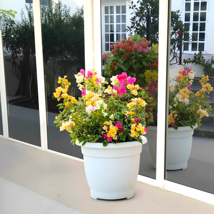 Bougainvillea Orange Mix in 20" Pot - Vibrant Round Beauty