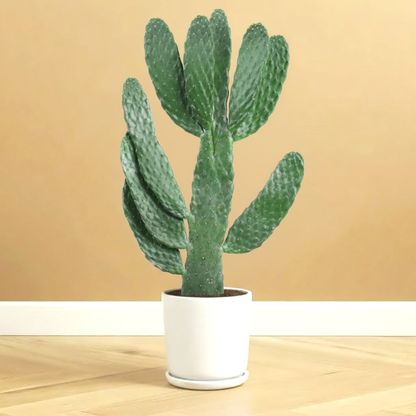 Opuntia Consolea in White Ceramic Pot 30-40cm