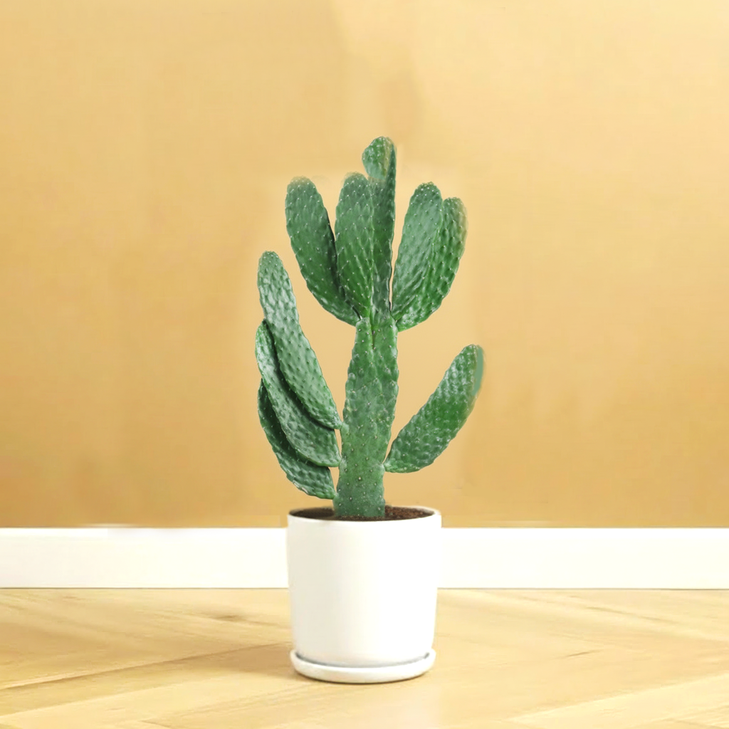 Opuntia Consolea in White Ceramic Pot 30-40cm