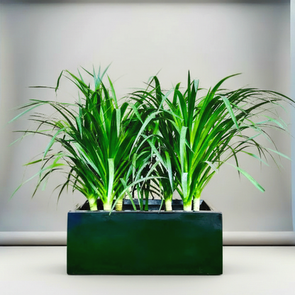 Dracaena Draco Duo, Drago or Dragon Tree in Fiber Glass pot (70x30x30)