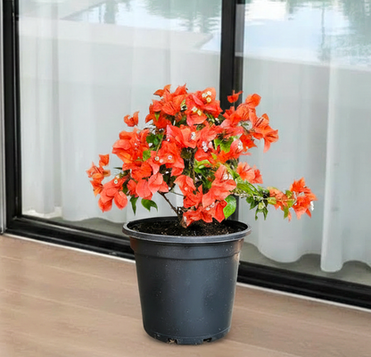 Bougainvillea Red 0.5-0.7m