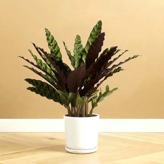 Calathea Lancifolia (Rattlesnake Plant)-30cm