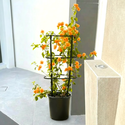 Bougainvillea Spectabilis “30 to 160cm” Orange