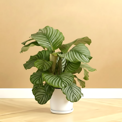Calathea Orbifolia (30-40cm) | Dubai's Top Houseplant!
