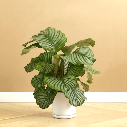 Calathea Orbifolia (30-40cm) | Dubai's Top Houseplant!