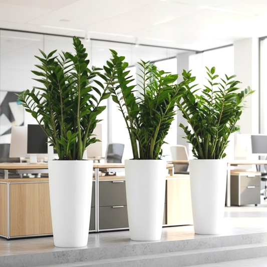 Office Plant Zz in Ceramic Pot long Bundle (3pcs) 60-80cm