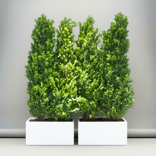 Ficus Cone 1.8- 2m in Fiber Glass Pot (GRP) (100x40x40)