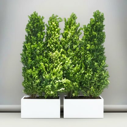 Ficus Cone 1.8- 2m in Fiber Glass Pot (GRP) (100x40x40)