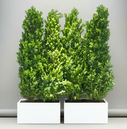 Ficus Cone 1.8- 2m in Fiber Glass Pot (GRP) (100x40x40)