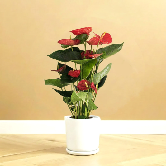 Andreanum or The Flamingo Flower