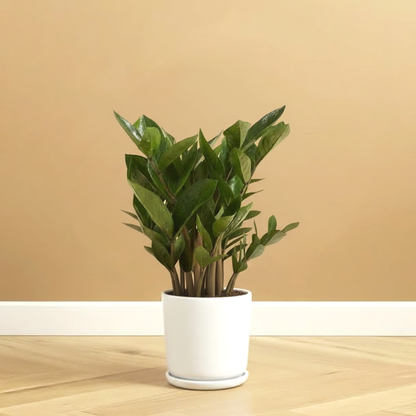 Zamioculcas Zamiifolia, Zanzibar Gem or ZZ Plant