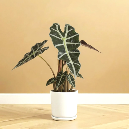 Alocasia Polly | Dubai Top Plants!