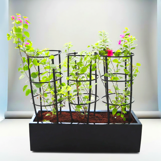 3 Bougainvillea Spectabilis  80 - 100cm in Grp Planter (100-30-30cm)