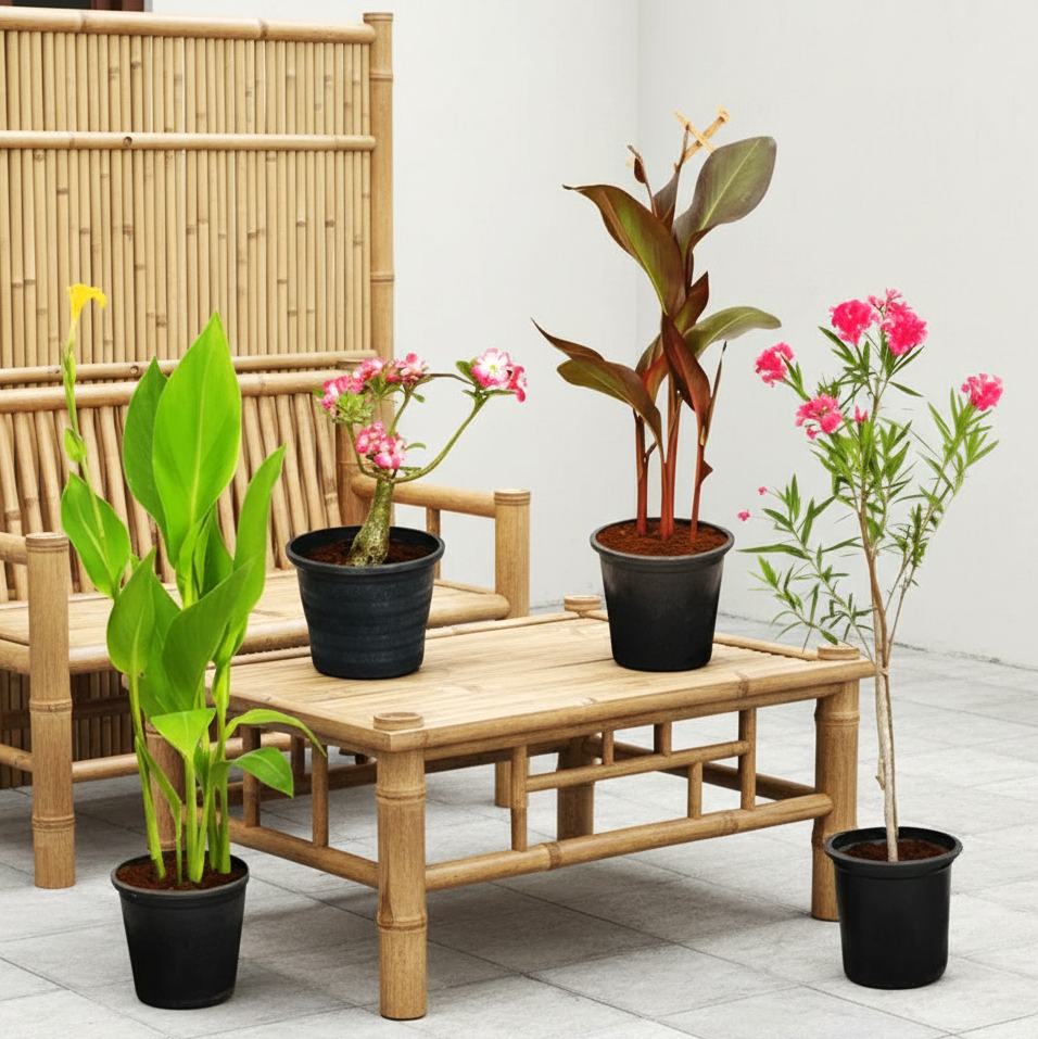 Flowering Plant Bundle (Desert Rose | Oleander | 2xCanna Lily 30-50cm)