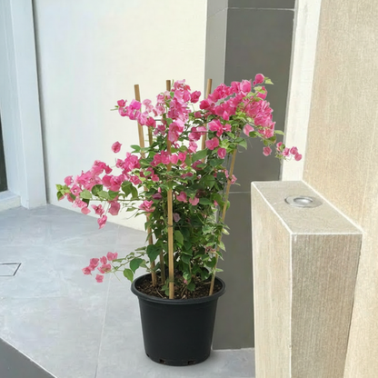 Bougainvillea Spectabilis  “30 to 160cm” Dark Pinkl
