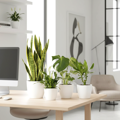 Easy-Care Indoor Plant Quad (Snake Plant 40-60cm, Peace Lily 30-40cm, Monstera Deliciosa 50-60cm, and Dracaena Fragrans-Gold Coast 30-40cm)