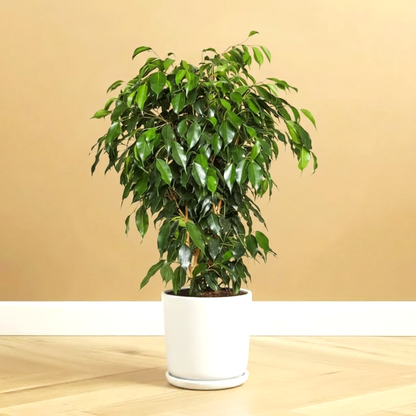 Ficus Benjamina 'Danielle' Holland