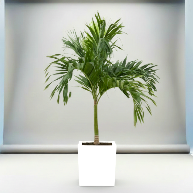 Veitchia Merrillii "Manila Palm" 1.8-2.0 Grp Square Pot 50x50