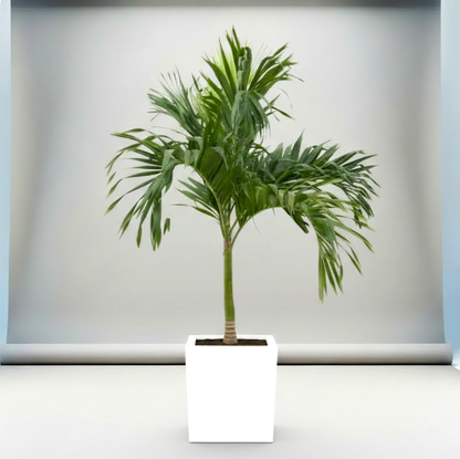 Veitchia Merrillii "Manila Palm" 1.8-2.0 Grp Square Pot 50x50