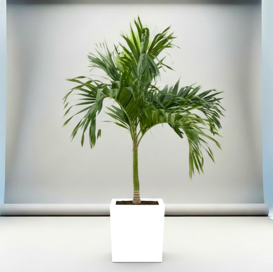 Veitchia Merrillii "Manila Palm" 1.8-2.0 Grp Square Pot 50x50