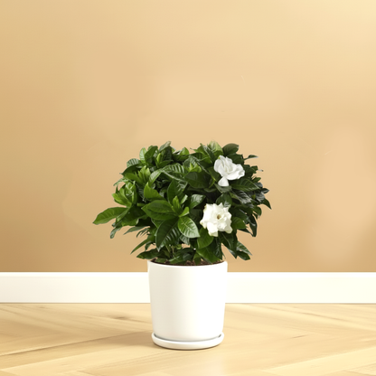 Gardenia Jasminoides or Cape Jasmine (Indoor) كيب     ياسمين