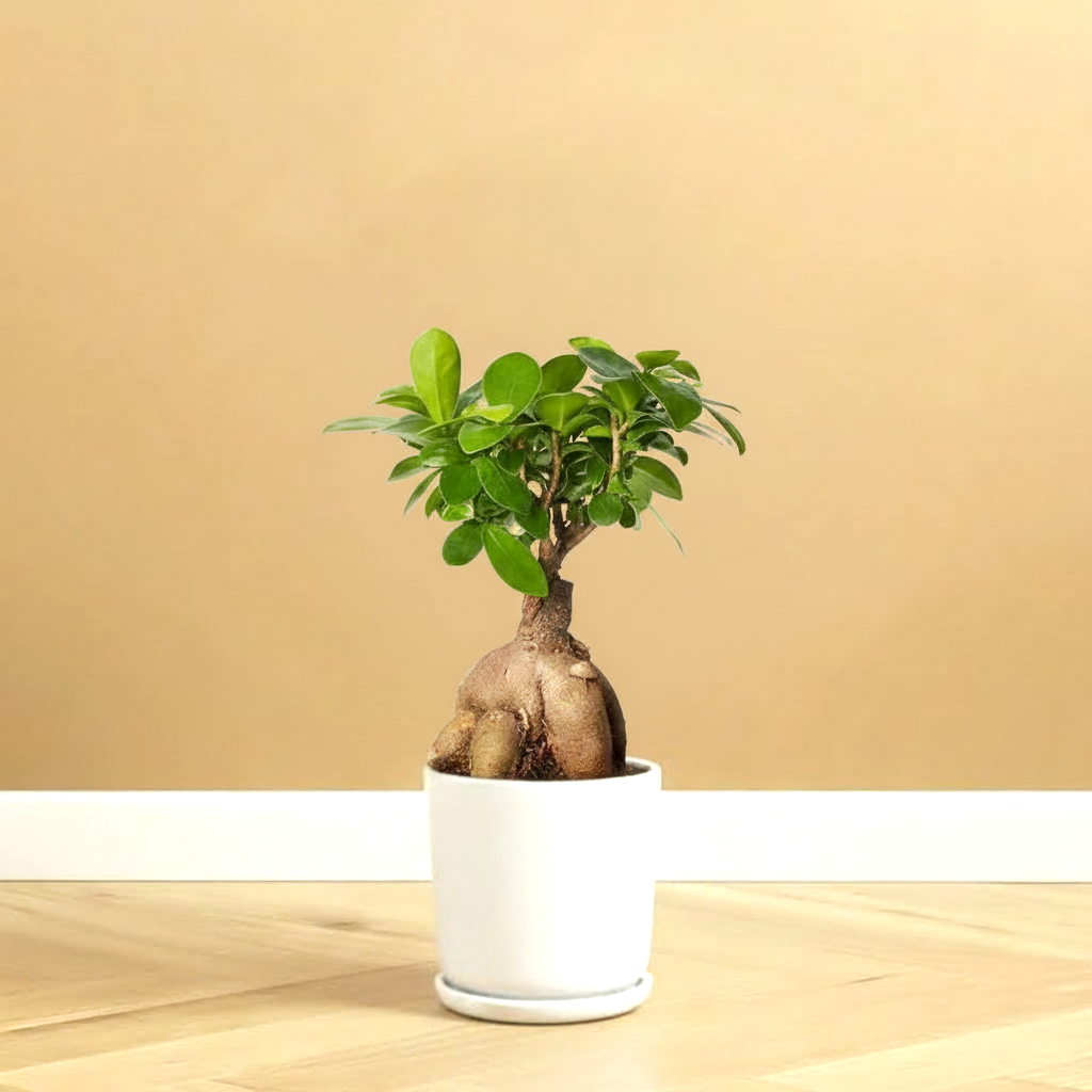 Ficus Ginseng Bonsai 25 – 30cm | Dubai Top Houseplants!