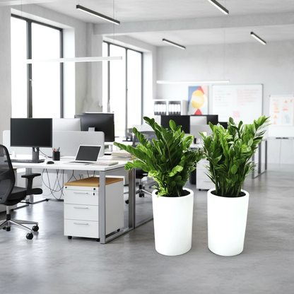 Office Plant Zz Bundle in Ceramic Pot Small  (2xZZ Plants 0.6-0.8m)