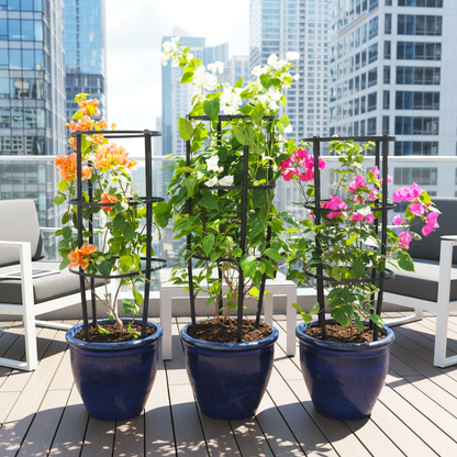 Bougainvillea Trio / White Pink Orange 3 Bougainvillea in Rolled rim Pot 30x25cm