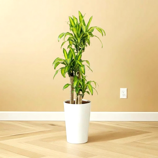 Dracaena Fragrans  "Massangeana"