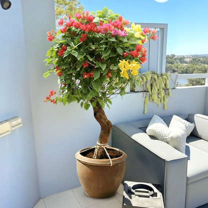 Bougainvillea Specimen "Single Head"