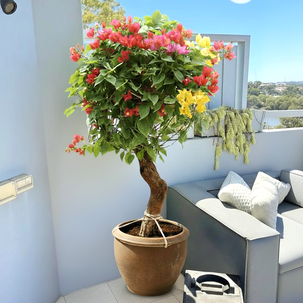 Bougainvillea Specimen "Single Head"