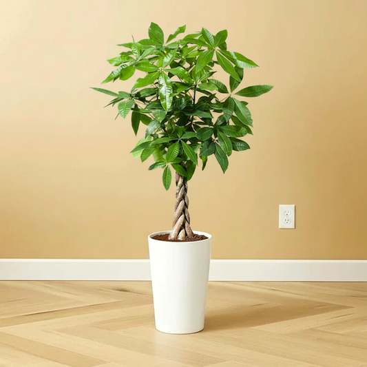 Money Tree Pachira Aquatica,  "Twisted Trunk" 130 - 150cm  شجرة المال