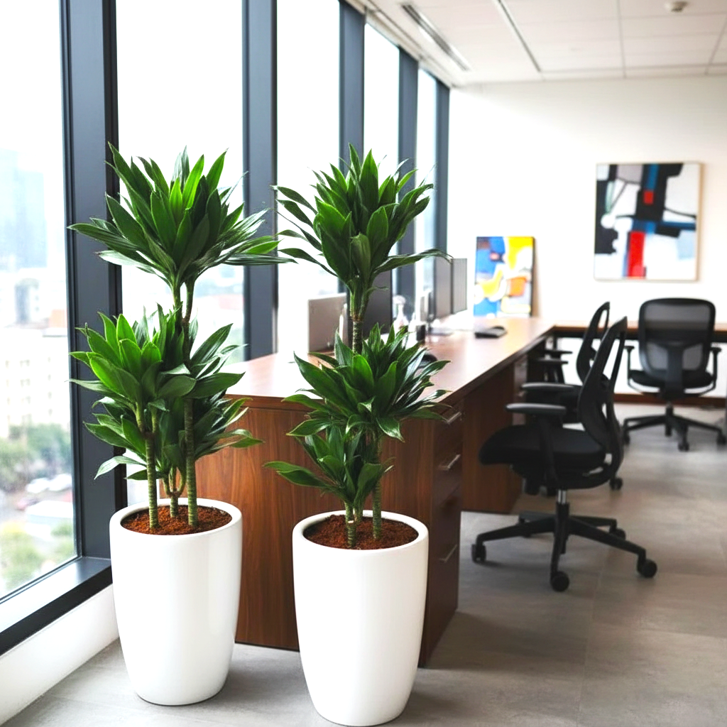Dracaena Fragrans-Janet Craig Bundle (2xDracaena Fragrans 100-110cm)in White ceramic pot Small