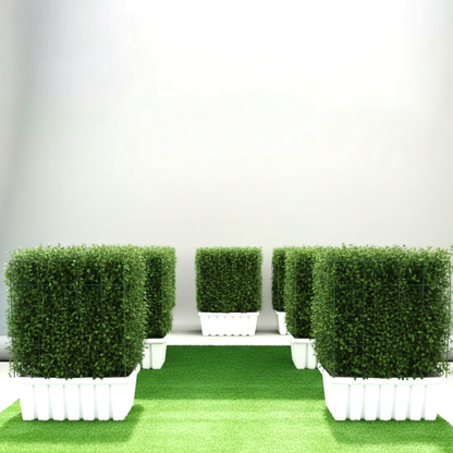 Ehretia Microphylla / Buxus Wall Shaped (80cm width - height 100cm)