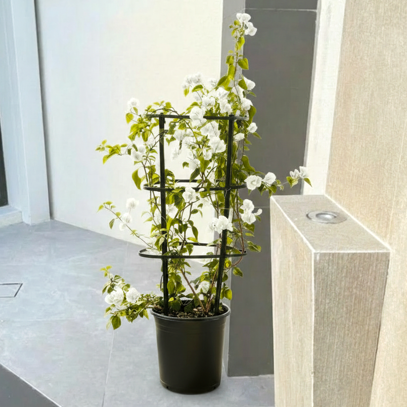 Bougainvillea Glabra "30 to 160cm" White