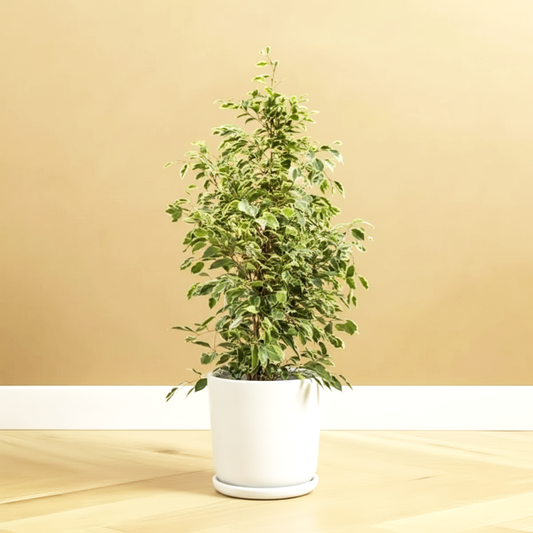 Ficus Benjamina Holland Or Twilight 80 cm to 100 cm